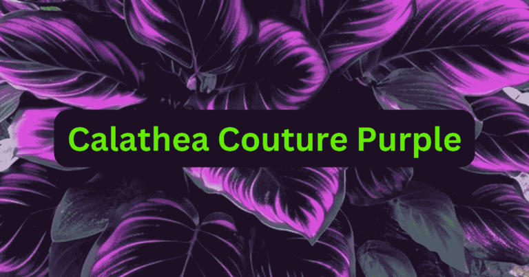 calathea couture purple plant