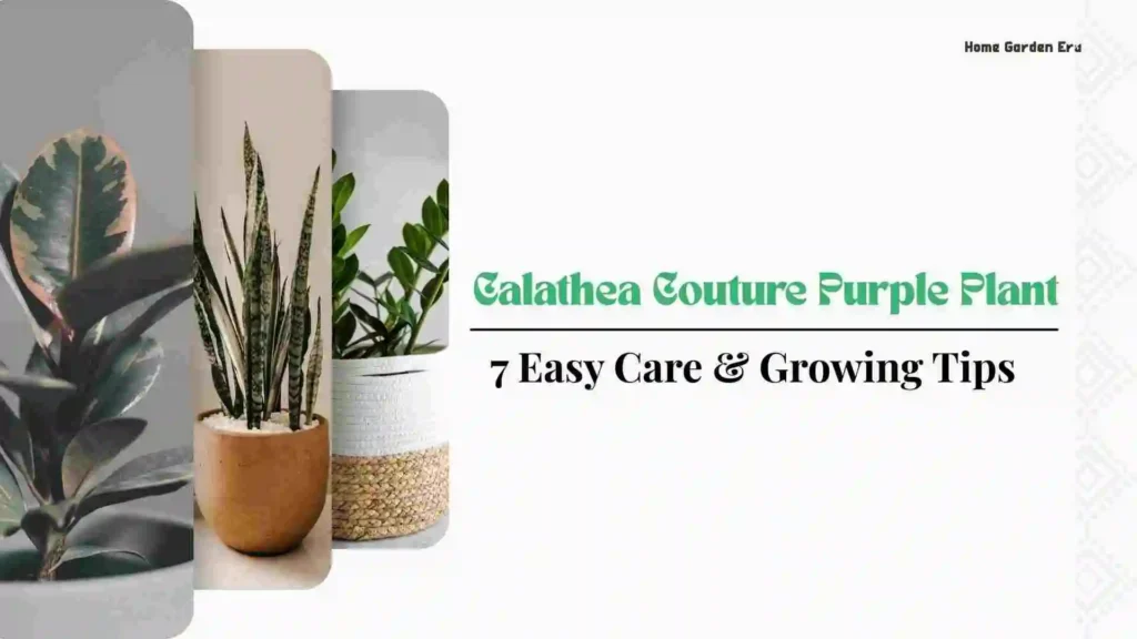 Calatheas Plant care and growing tips