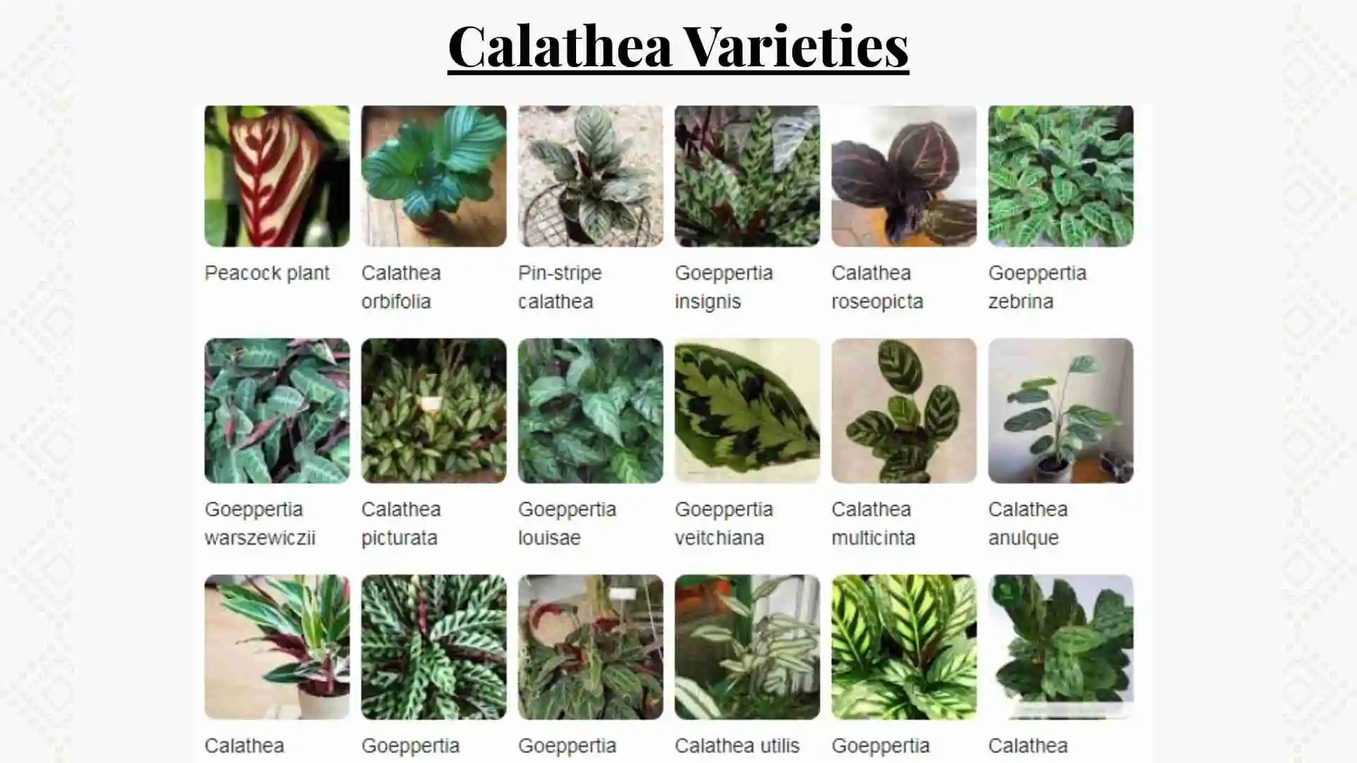 Calathea Varieties : Types of Calathea plants with pictures and names